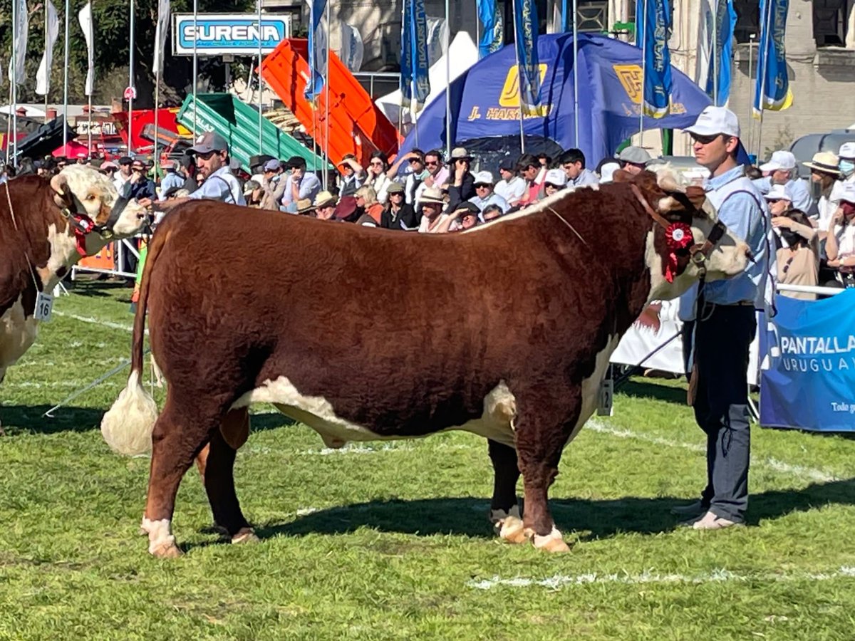 Otra alegría bien grande Capataz Gran Campeón Hereford <a href="/expoprado/">Rural del Prado</a> 2021