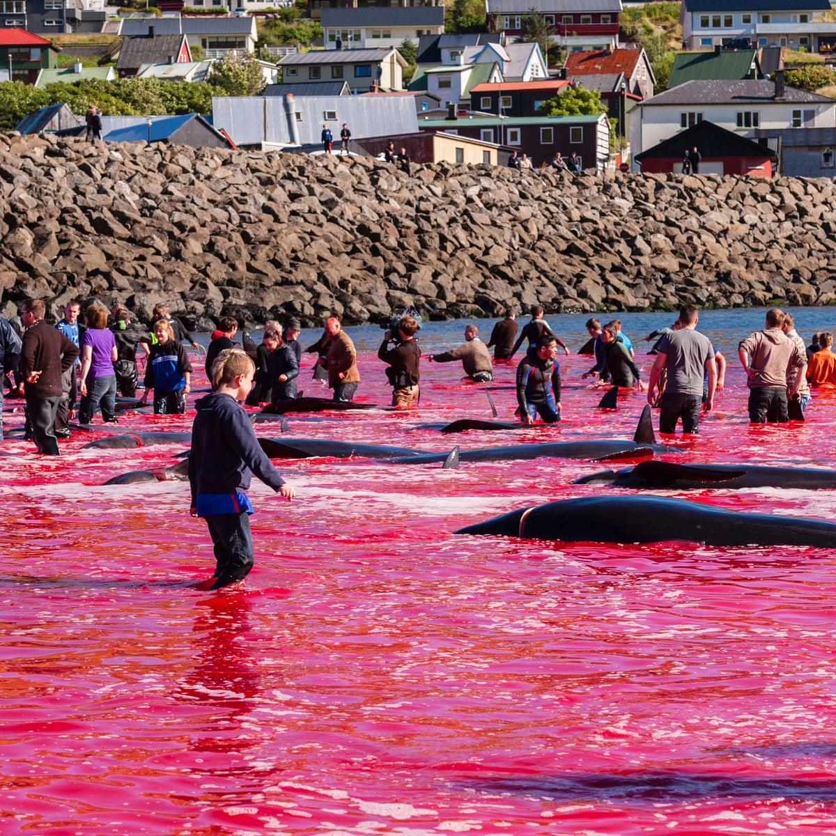 @Tinganes Been caught with your pants down this time haven't you!?
Never mind Faroese society. What part does it play in any society? Answer none.@VisitFaroe @Seasaver @whalesorg @WWF_Whales 
Show a back bone, show character and stop these grindadraps