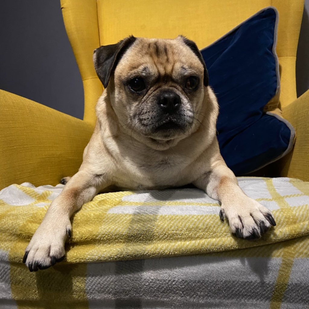 Daniel Kelly tweet media