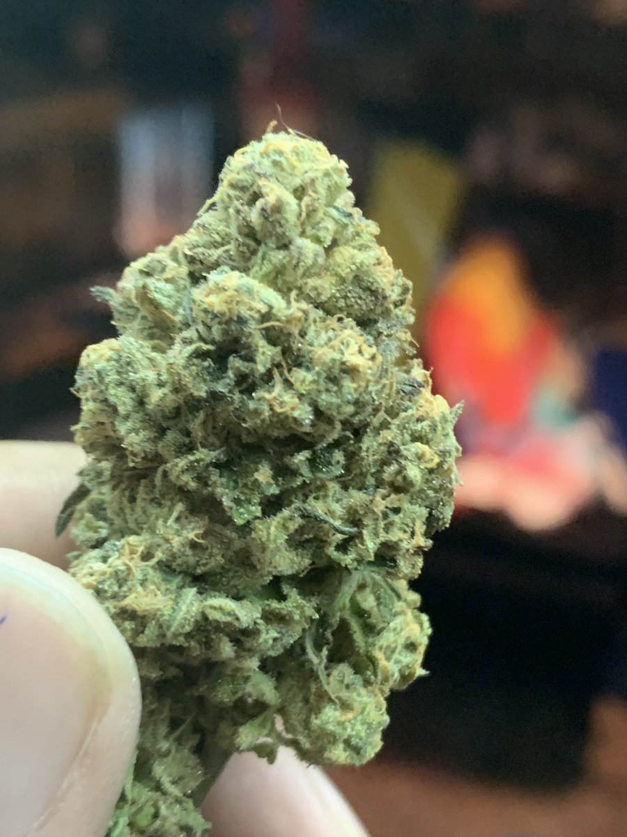 UchibaF's tweet photo. Pink certz bred by compound genetics grown by me. This is pheno 1. Beautiful coloring very frosty great nose. #uchibafarms #sharingansage #ilmmj #medicalgrow #GardenersWorld #Homegrown #DIY #growyourown https://t.co/NCqncbwIxv