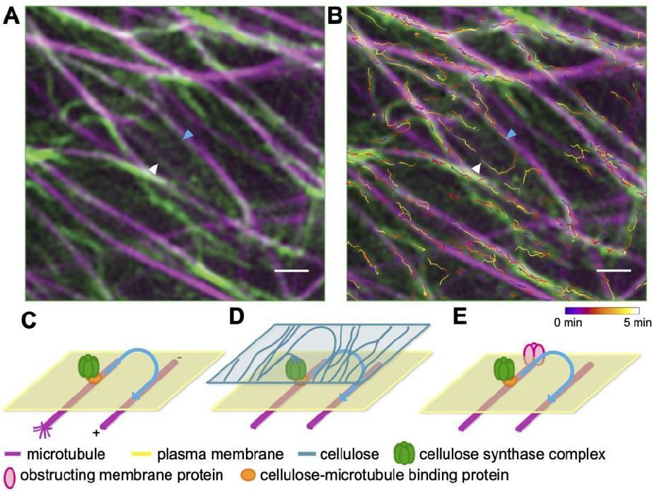 Super-resolution imaging illuminates new dynamic behaviors of cellulose synthase - <a href="/penn_state/">Penn State</a> Sydney G Duncombe, Samir Grama Chethan, Charles T Anderson #PlantSci buff.ly/2Xi3wx3