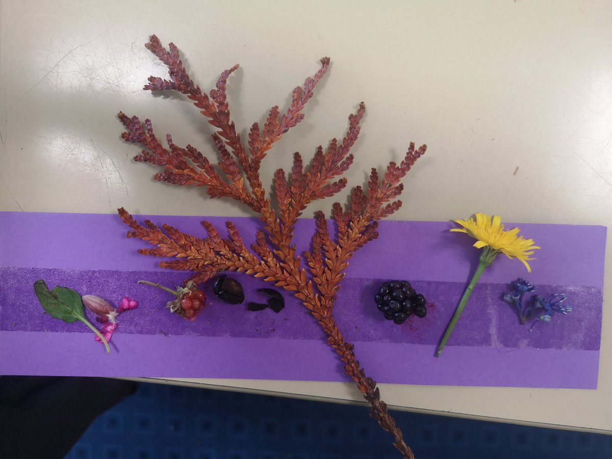 AlisonEwen5's tweet photo. Great day with Marjon PG students in the woodlands findings ways to promote a love of learning. @MarjonTep
 #PGCE #OutdoorEd #happyteacher https://t.co/VOGxtK1I78