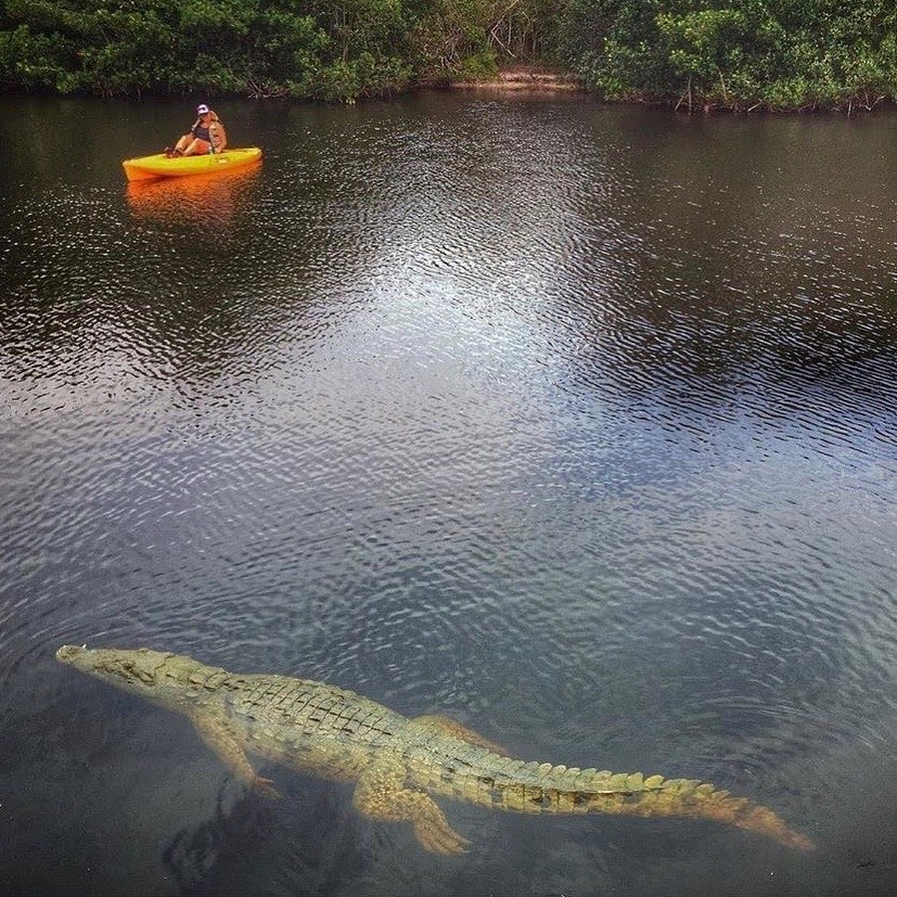 EvergladesNPS's tweet photo. #ThrowbackThursdy to this jaw-dropping photo by park visitor Daniel!

Paddling is a safe way to recreate in the park, and sometimes you will get a lucky encounter! This crocodile was most likely just passing through. 

Pic: Daniel Gross https://t.co/MPbmLzUZ7H