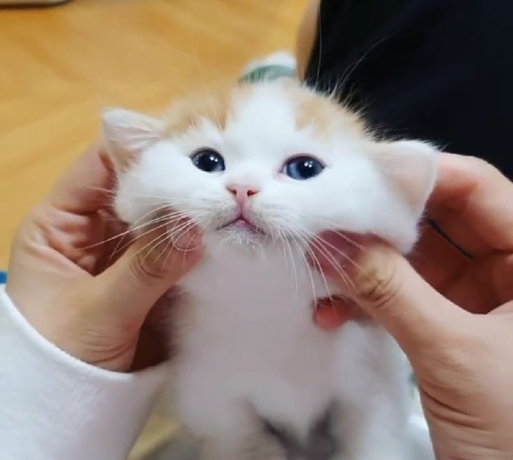 f9kitties's tweet photo. cute cheeks ♡ᵎᵎ https://t.co/FAUmUXgnXd