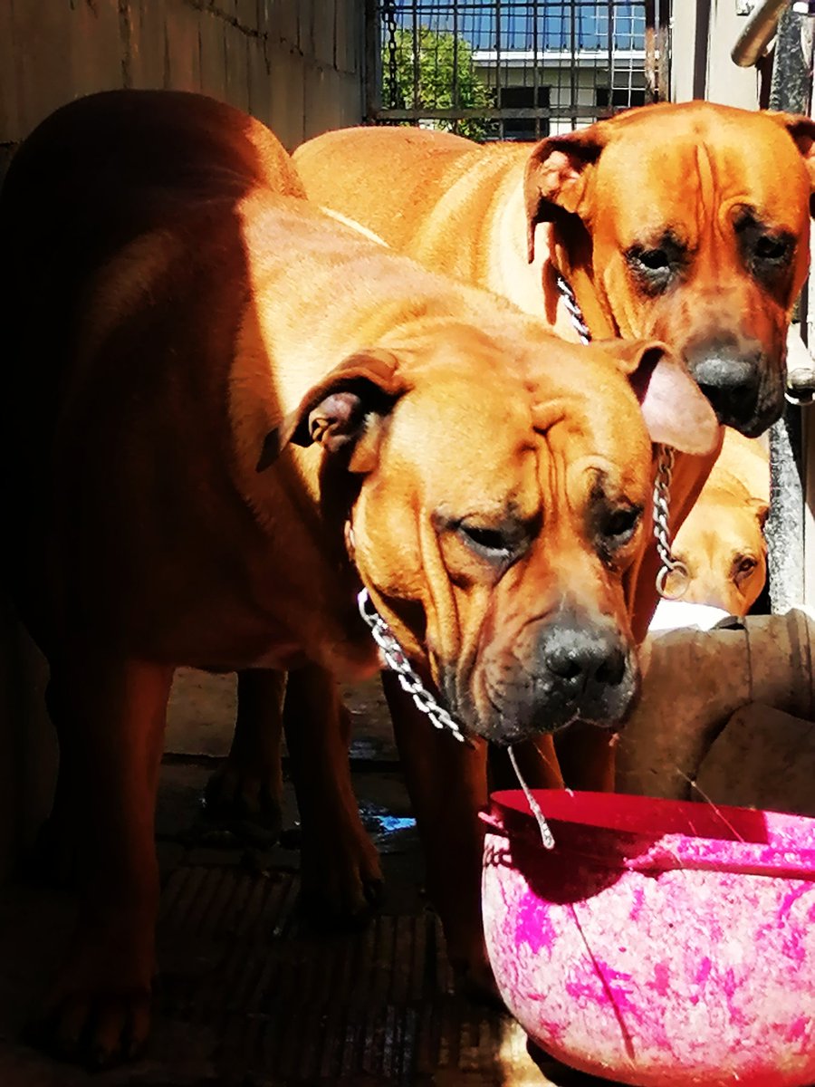 SMbinambina's tweet photo. For the Love of Boerboels, they such lovely friends https://t.co/cOFS8pSqeO
