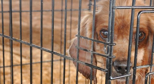 Ocoee, #Florida animal advocates -- this is urgent! Contact your legislator to shut down the puppy mill pipeline today: bit.ly/3AuiOxe Deadline is 9/21!