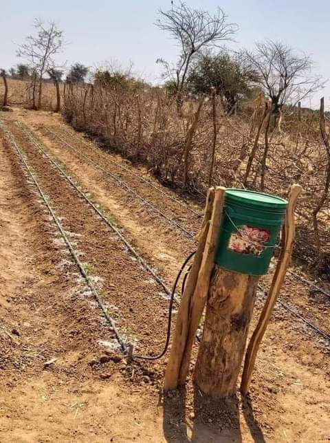 CropDoc_Onias's tweet photo. A simple innovation of drip irrigation for small scale farmers. Just fill the bucket! 
Sometimes simple innovation is all we need @basera_john @fortunechasi @WendyMadzura @agribusiness110 @begottensun https://t.co/BFdLjMi5PV