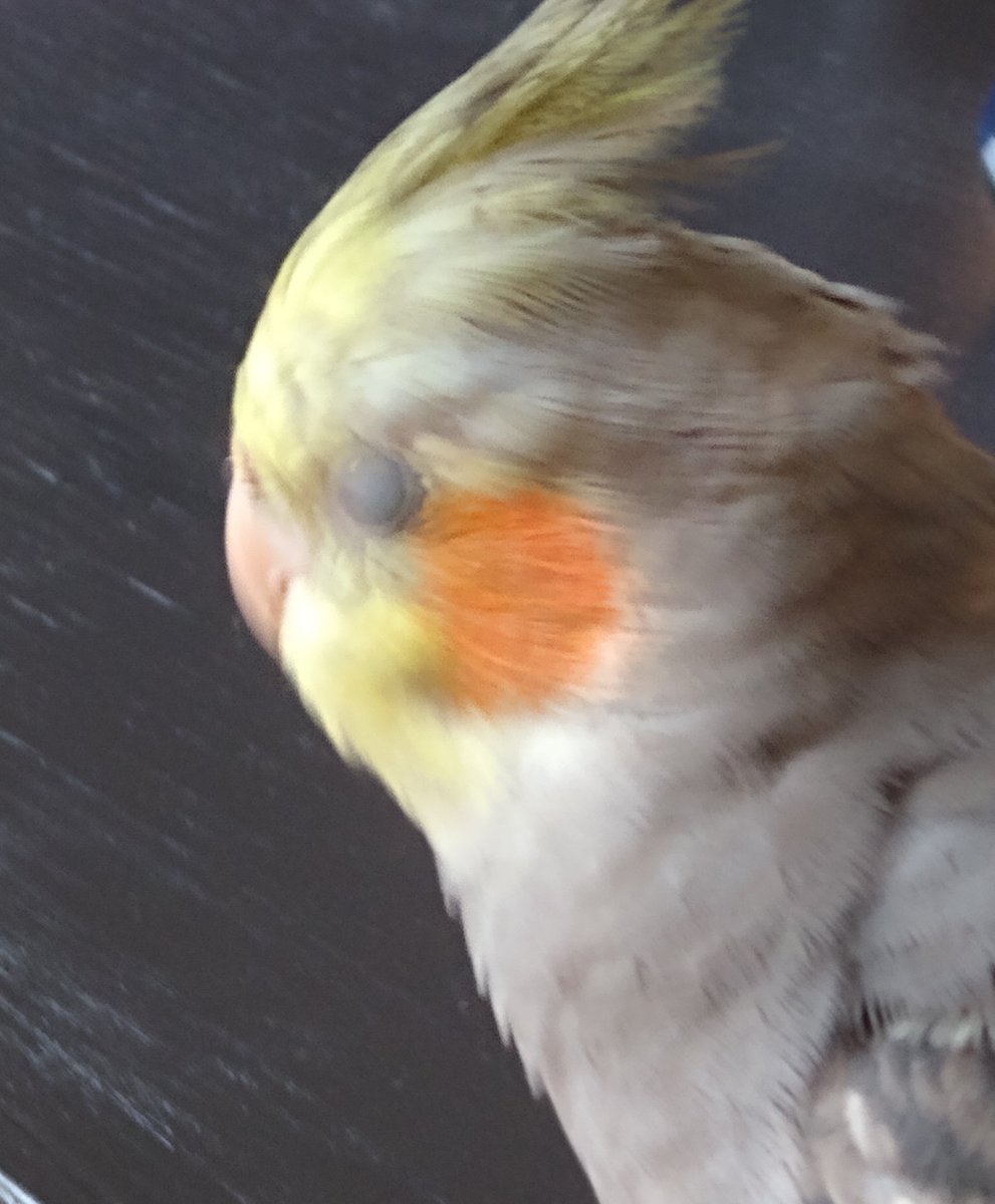 Milo& Blueberry|House of Weird chickens| tweet media