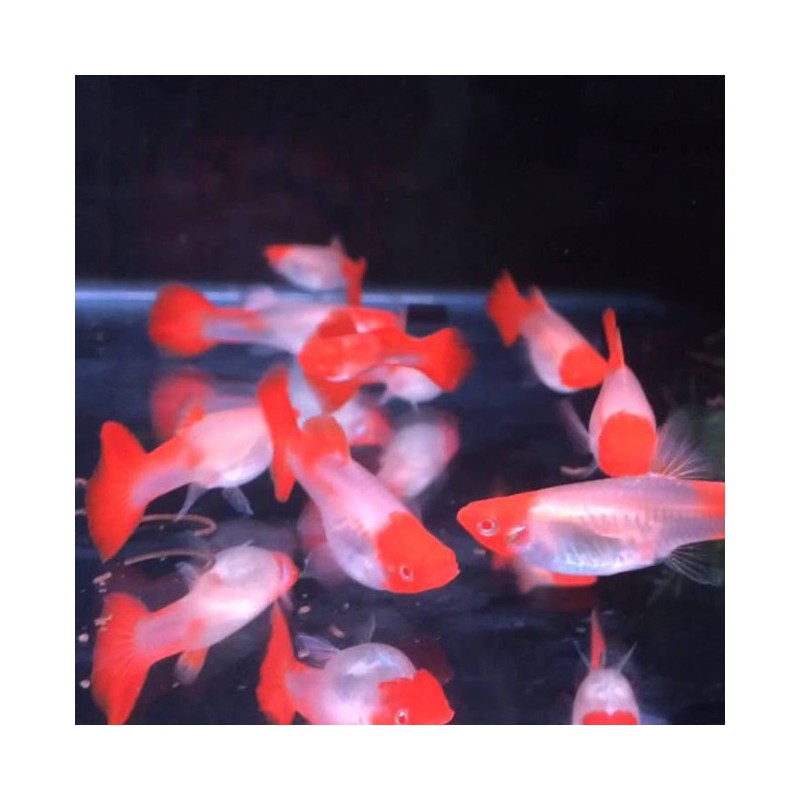 Exofauna's tweet photo. ¡Guppys destacados! No te pierdas estas variedades de Guppys que tenemos disponibles en la tienda online Exofauna 👉 https://t.co/4qPJXlnILr 👈 https://t.co/0t2V78cVqV