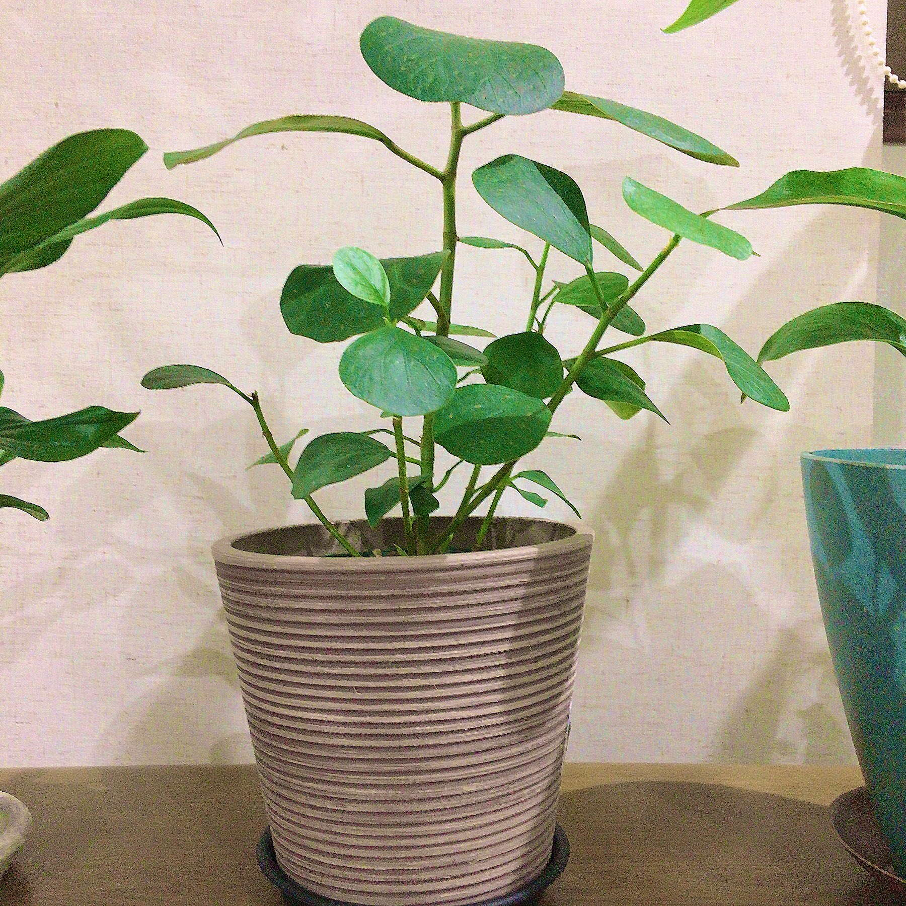 تويتر 雨の日の猫 على تويتر 植物に馴染む自然な雰囲気のものが増えたのもあって 軽くて扱いやすいプラ鉢を買うことが増えた 今お気に入りのプラ鉢たち 2枚目の焦茶と水色の鉢は 砕いて土に埋めると分解される籾殻を固めたものらしい 観葉植物