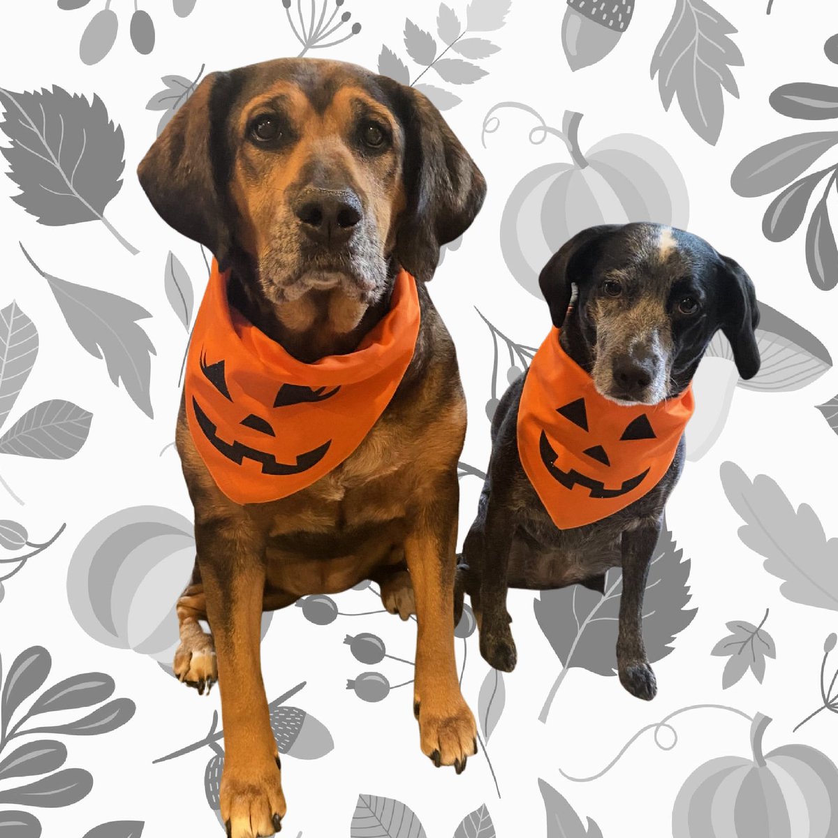 HelloHazelCo's tweet image. My girls are more than ready for Halloween!! It’s the best excuse to get more treats than usual…those faces could get away with (almost) anything 🐶🍬💕 Make sure to check out Hello Hazel Co. if you want your pooch looking spooky and sharp!! 🦇🎃✨

#dogs #dogaccessories #autumn