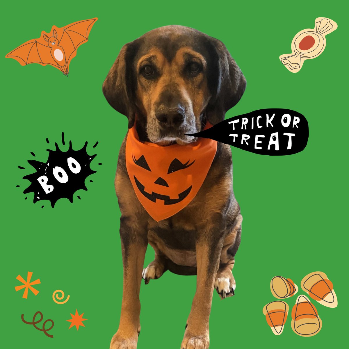 HelloHazelCo's tweet image. My girls are more than ready for Halloween!! It’s the best excuse to get more treats than usual…those faces could get away with (almost) anything 🐶🍬💕 Make sure to check out Hello Hazel Co. if you want your pooch looking spooky and sharp!! 🦇🎃✨

#dogs #dogaccessories #autumn
