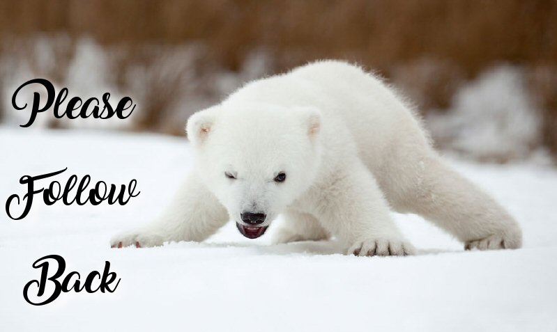 Poly Bear tweet media