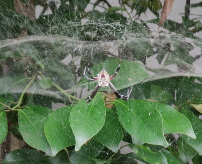 蜘蛛のtwitterイラスト検索結果