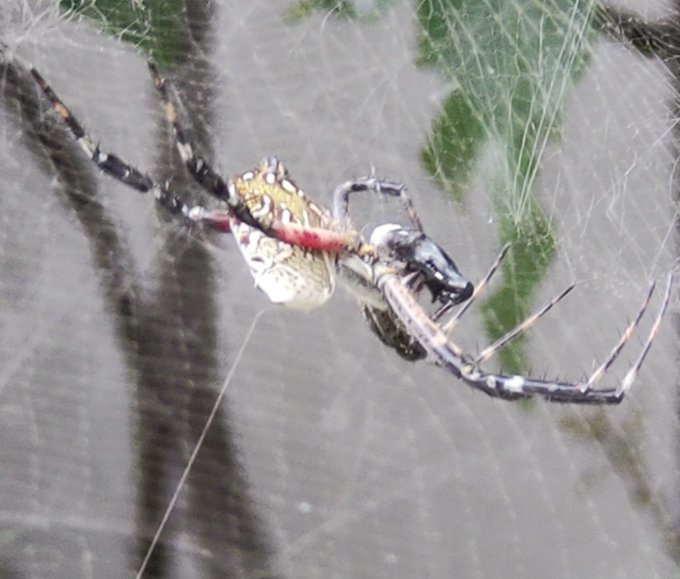 蜘蛛のtwitterイラスト検索結果