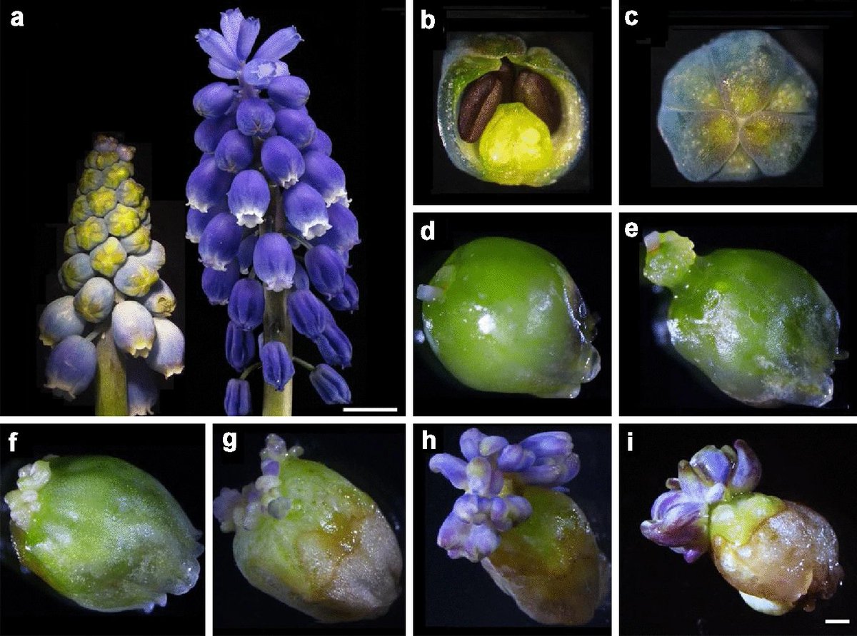 PlantMethods's tweet photo. Creating a novel petal regeneration system for function identification of colour gene of grape hyacinth.
https://t.co/DH8cJcY54l
#PlantSci #FlowerScience #Muscari https://t.co/fmDULWIKE5