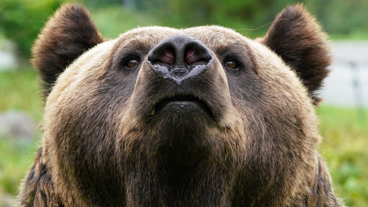 富士サファリパーク公式 在 Twitter 上 すう っ っと 鼻から大きく息をすって クマの嗅覚は人間の数万倍 じっくり観察しよう ヒグマ T Co Dds7tbixh7 T Co Hxn62yvhya Twitter