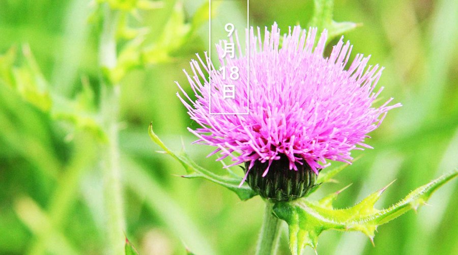 ノアザミの花言葉と由来 自然植物図鑑