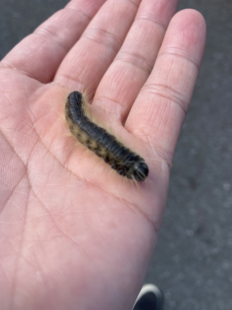 岐阜昆虫食オフ会 Insecteating N Twitter