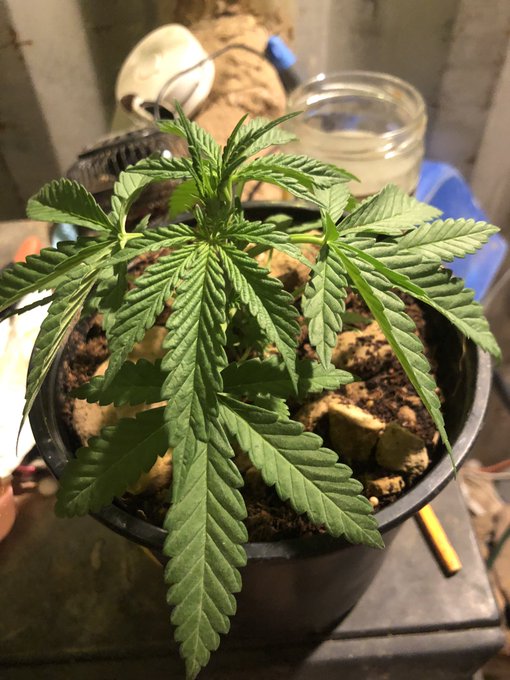 The pretty plant we have been growing. ❤️ https://t.co/15LuYIW9DC
