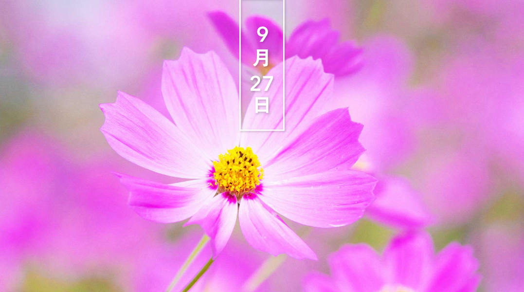 暦生活 うみともりのいろ展 コスモス 花の日めくり 花言葉 調和 秋に桃色 白 赤などの花を咲かせます 名前は 秩序 調和 を意味するギリシャ語 Kosmos から 明治時代に渡来し 和名はアキザクラ 秋桜 とも 暦生活 T Co 暦生活 うみともりのいろ展 コスモス 花の日めくり 花言葉 調和 秋に桃色 白 赤などの花を咲かせます 名前は 秩序 調和 を意味するギリシャ語 Kosmos から 明治時代に渡来し 和名はアキザクラ 秋桜 とも 暦生活 T Co