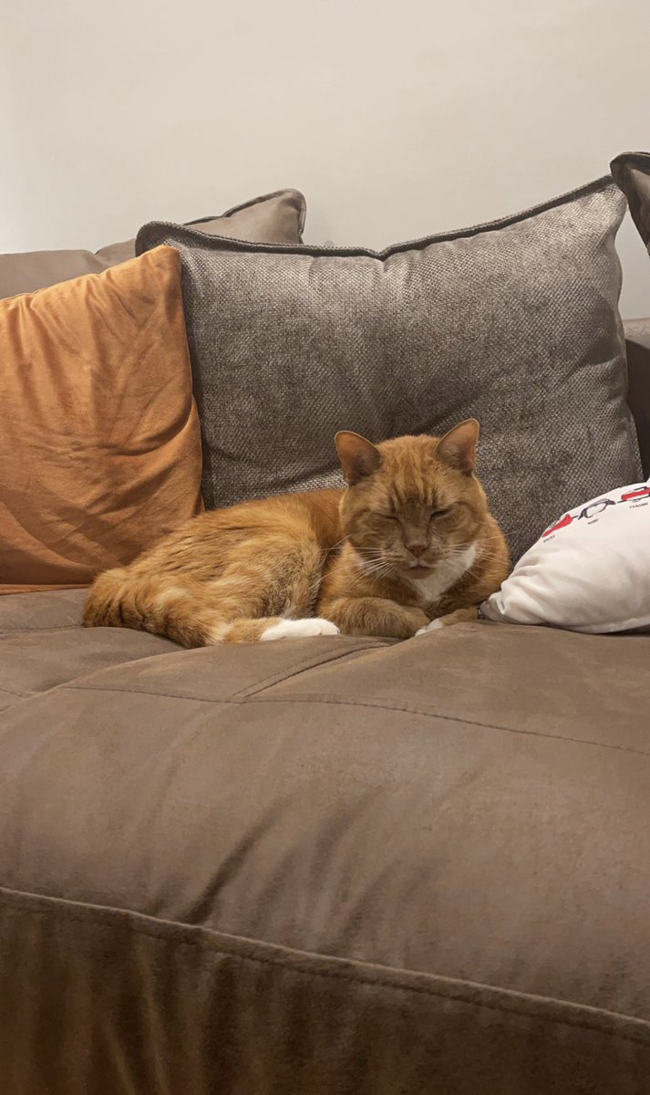 explorebur's tweet image. you guys like my cat