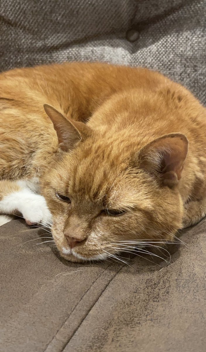 explorebur's tweet image. you guys like my cat