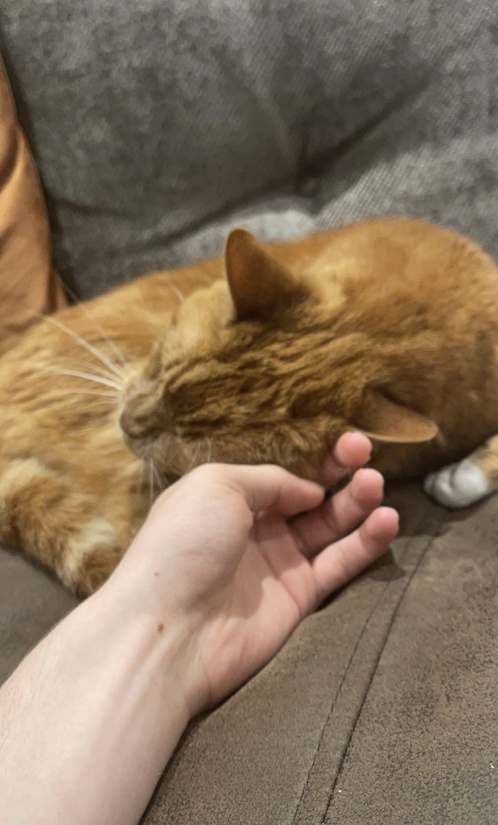 explorebur's tweet image. you guys like my cat