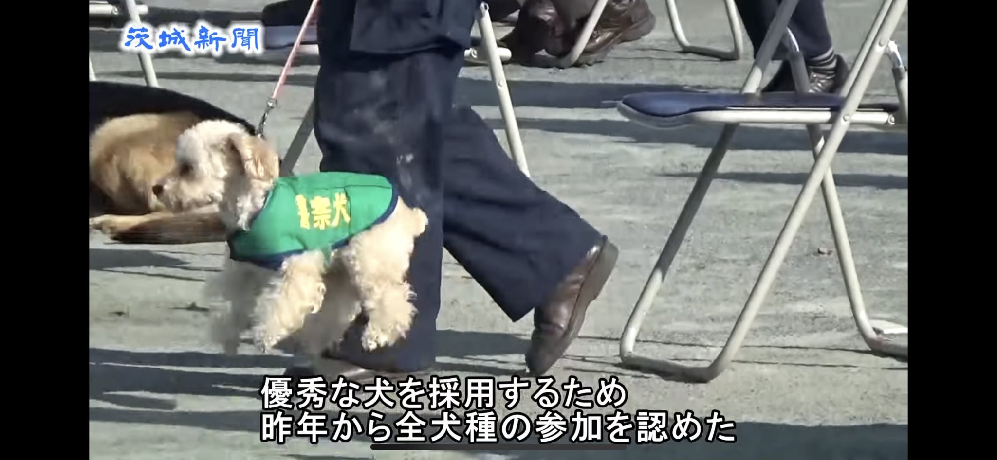 かわいいは鈍器 Rt Tsuchikenn チワワの警察犬が話題になってますが 5年前に茨城でトイプードルの警察犬 になったアンズちゃんも可愛いから見て T Co Bgxjliiylj Twitter