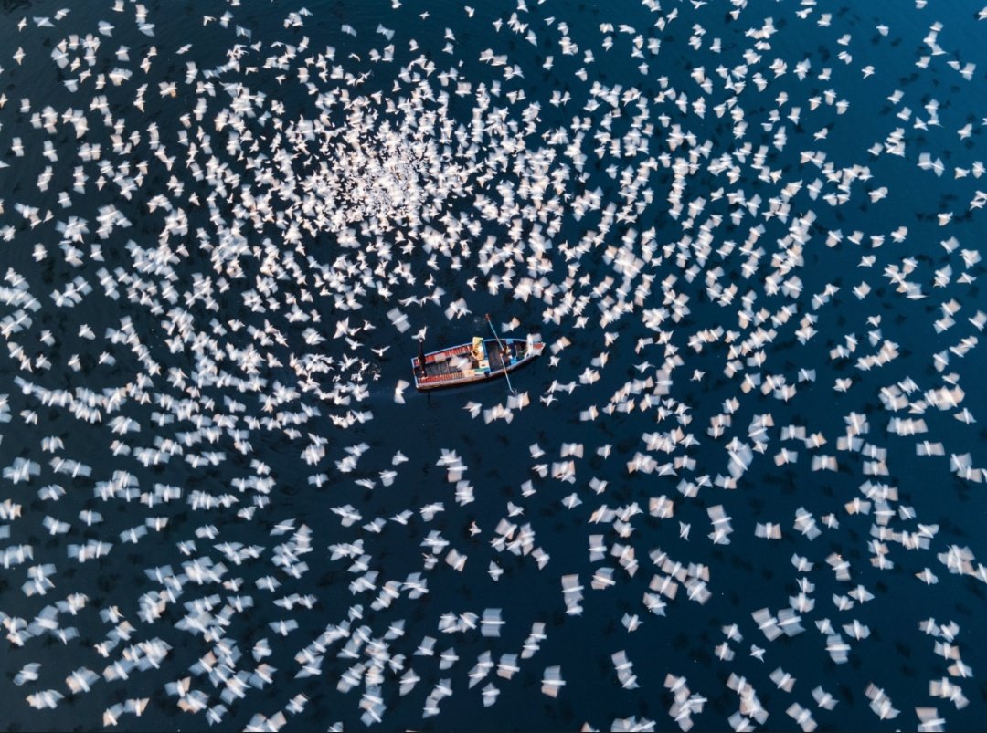 Seagulls by Dhenesh Annamalai
'The Yamuna Ghat in Delhi is the site of a majestic gathering of thousands of seagulls flocking to feed. One day early in the morning we visited Yamuna Ghat with my drone to capture this beauty of seagulls from above.' #drone
droneawards.photo/gallery/2021/c…
