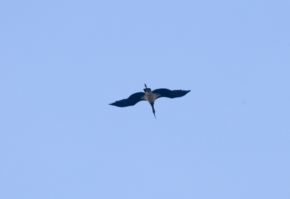 rosemckerrell's tweet photo. @RSPBFrampton @BirderChris @RareBirdAlertUK @BirdGuides @Lincsbirding @LincsNaturalist @BTO_Lincs @vikingoptical @RSPBEngland I think I may have seen your stork today heading south  west over hatfield heath in essex ( 11.40am) amazing sighting!! https://t.co/bvFFIf4SUM