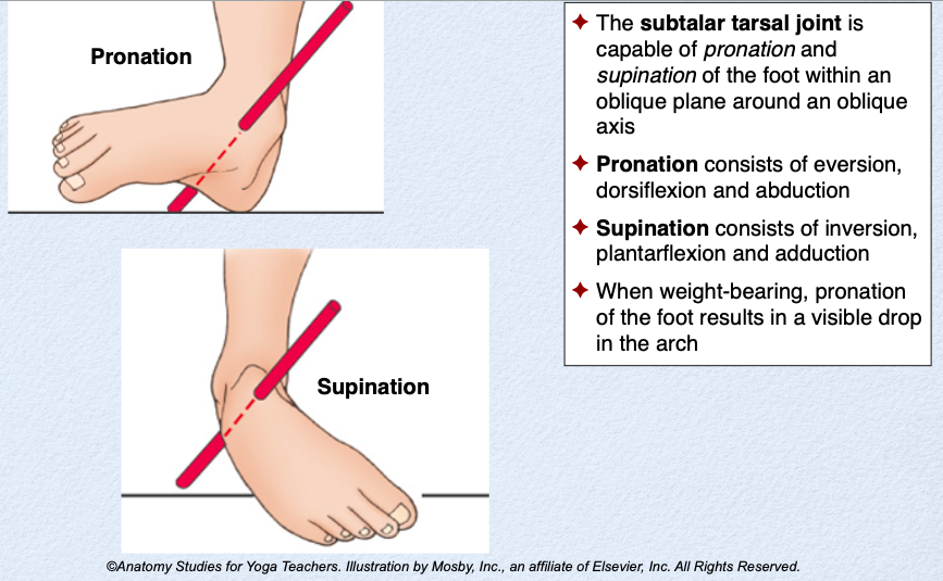 AnatomyStudies's tweet photo. Focus on the feet! 
The subtalar tarsal joint of the foot and the motions allowed at that joint. 

#anatomystudiesforyogateachers #anatomystudies #anatomyforyogateachers #yogaanatomy  #commonyogainjuries #biomechanicsofyoga #kinesiologyofyoga #yogateacher #feet #footanatomy https://t.co/pjBHUg03HG