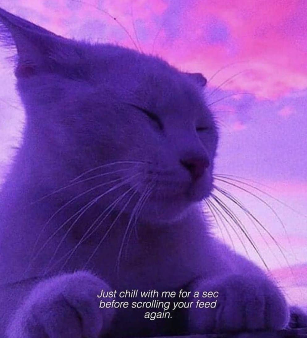 WholesomeMemes (@wholesomememe) on Twitter photo 