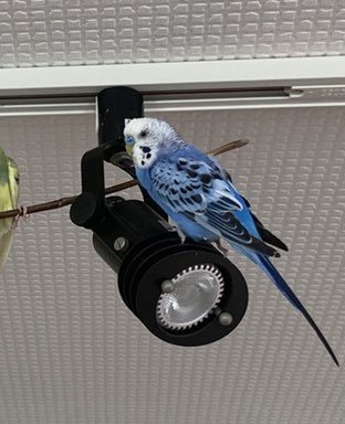 turkun7's tweet photo. インコを探しています。　セキセイインコがちょっとしたすきに脱走してしまいました。　
日��　9月16日　午後3時頃
場所　愛知県豊川市
特徴　よく見かける青色　くちばしは紫　　家では手乗りで少し喋ります。
性別　オス
名前　あーちゃん
＃インコ　#インコ迷子 #迷鳥　＃インコ保護 https://t.co/rys2iivjEl