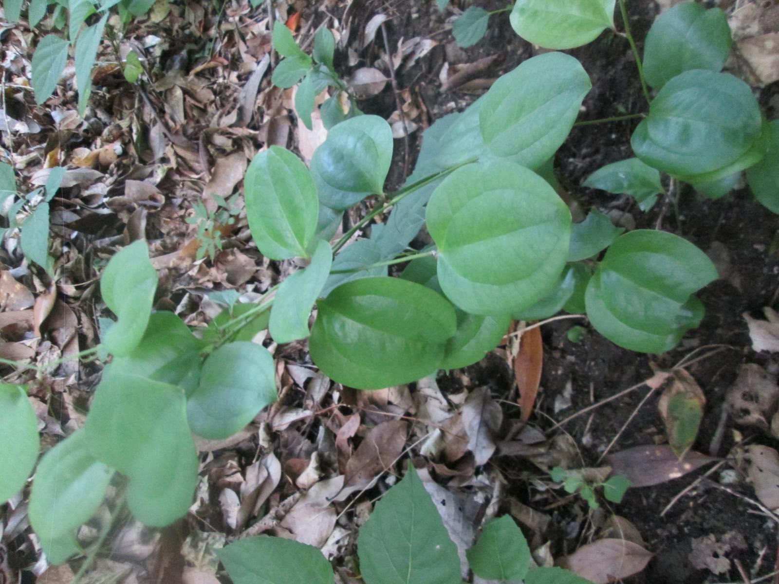 鹿児島県立博物館 先人の知恵や食文化に感謝 かからん団子 鹿児島の郷土菓子でもう1つ有名な かからん団子 草餅などの団子をかからん葉 サルトリイバラの葉 で包んだもので サルトリイバラは 棘と巻きひげと丸い葉が特徴のつる植物です 鹿児島県立博物館 先人の知恵や食文化に感謝 かからん団子 鹿児島の郷土菓子でもう1つ有名な かからん団子 草餅などの団子をかからん葉 サルトリイバラの葉 で包んだもので サルトリイバラは 棘と巻きひげと丸い葉が特徴のつる植物です