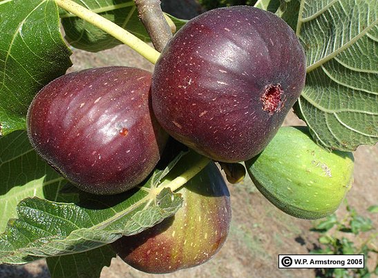 Annia Ciezadlo @annia.bsky.social tweet media