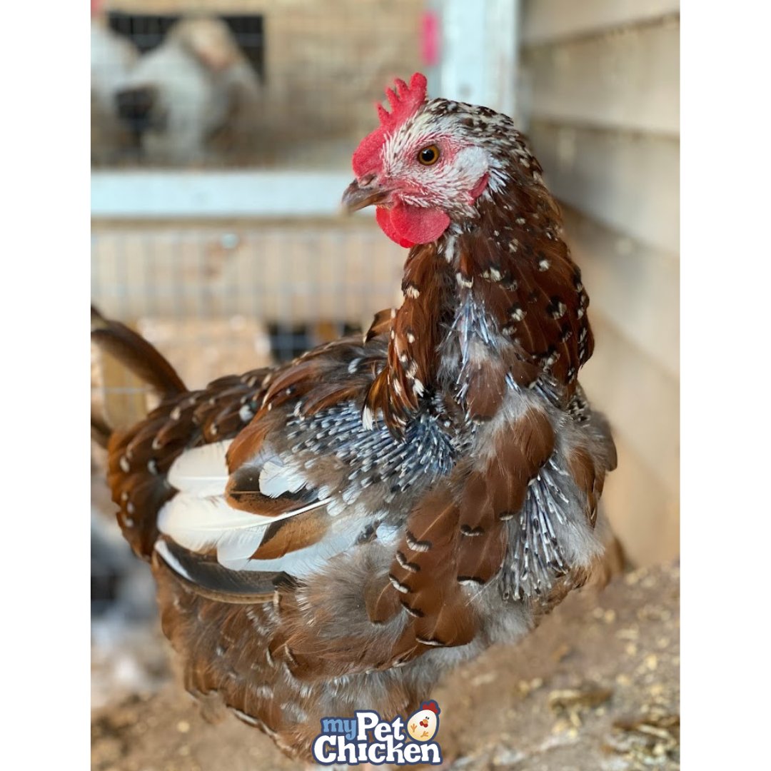 It's been a rough week but the weekend is almost here!  To learn more about molting click the link below.  
bit.ly/3EpAInd

#mypetchicken #molting #readyfortheweekend #feathers #mypetchickenofficial #noeggs