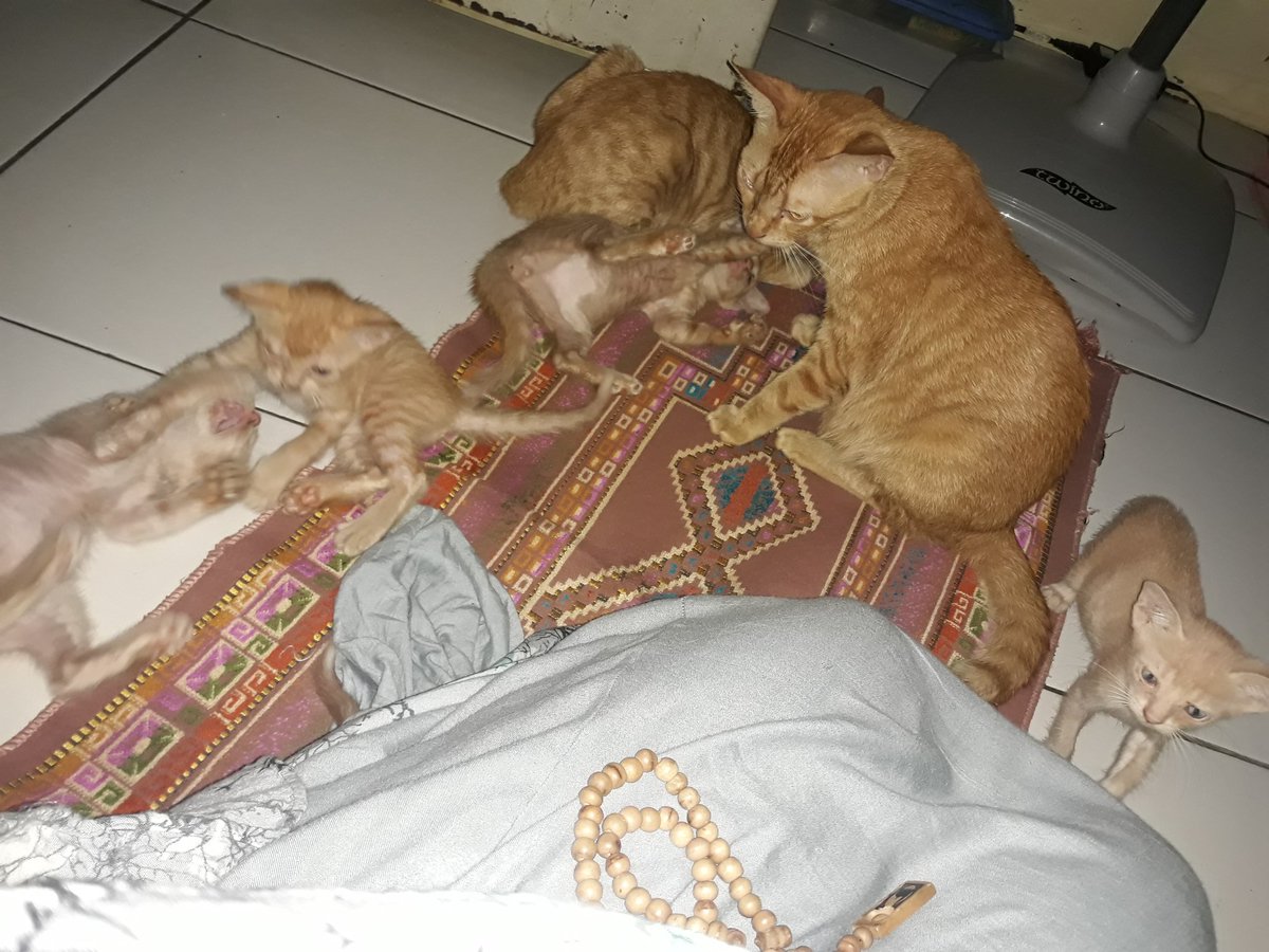 Go Yerie tweet media