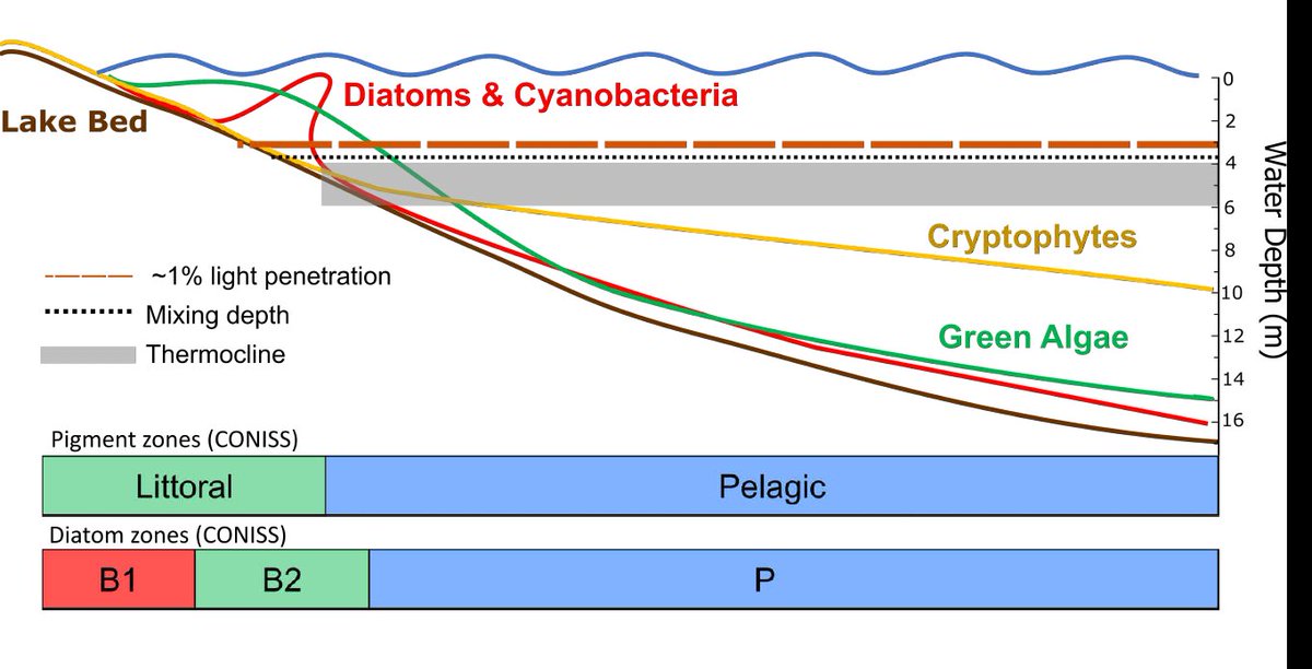 UofRLimno's tweet photo. Where's all the action in lakes?  Middle of the benthic zone! Cryptic site of production, C sequestration, food-web coupling, eutrophication &amp; state change?  By @CaleGushulak @HHaig @MVKingsbury @Can_Limnology @CummingLab @UofRLimno https://t.co/y0zbZfjr6D @aslo_org @ESAAquatic https://t.co/Qz7xaUo5pT
