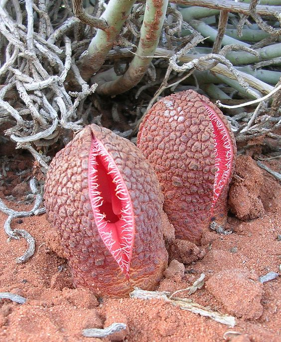 flore_mza's tweet photo. Mención especial para este demogorgon de otro continente
Hydnora africana
#Taxojueves #Piperales https://t.co/cGGCqB38TN