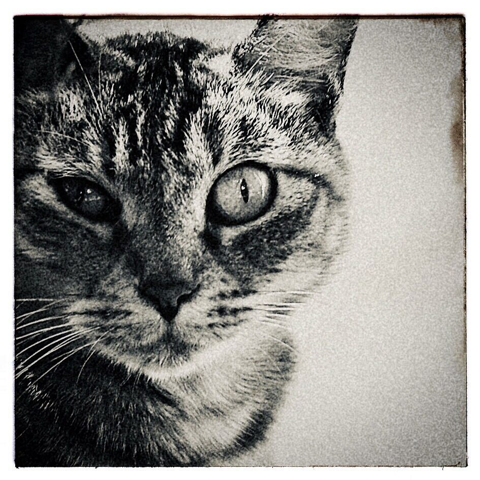 kikutaroid's tweet photo. 無題
#街歩き
#scene
#ねこ #ネコ #猫 #cat #ぬこ #めこ #ねこさん
#路傍 #roadside
#monotonephotography
#pentax #k100dsuper #k100ds #k_mount
#smc #smcpentaxf #pentaxf5014 #f5014 #singlefocuslens #aflens #oldlens
#trimmed #retouched
#maxcurveapp #snapseedapp https://t.co/9Q5oJqryKD https://t.co/axh3WCL0CF