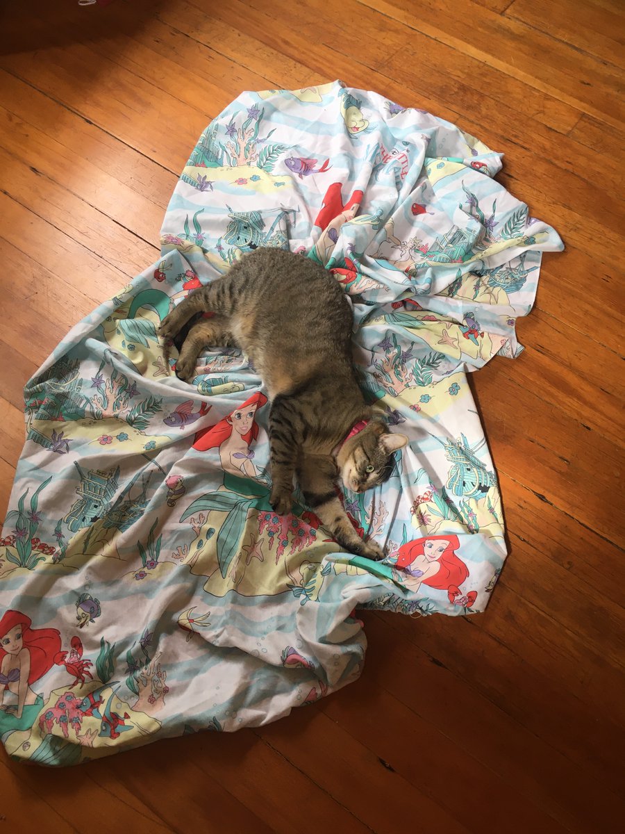 Tig the cat rolling around on said bedsheet