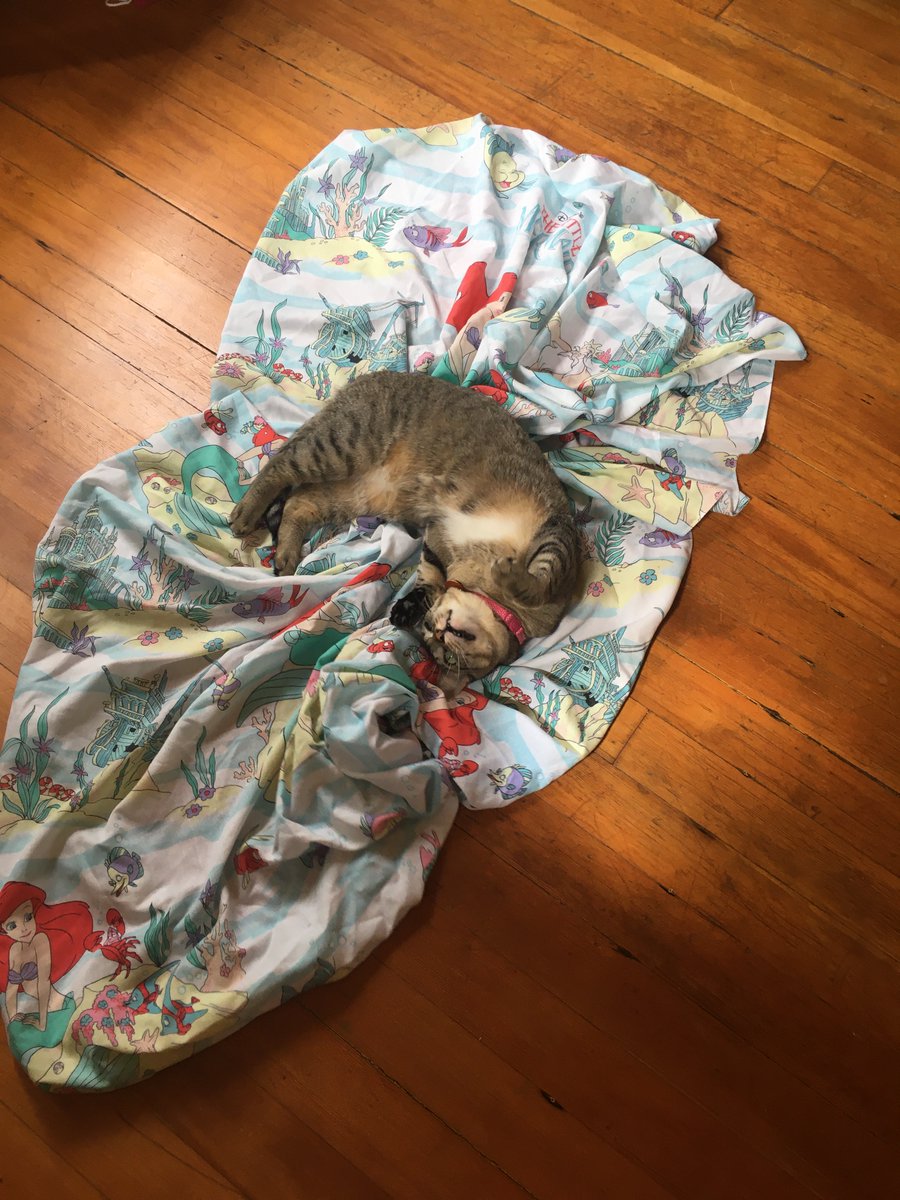 Tig the cat rolling around on said bedsheet with a crazy expression