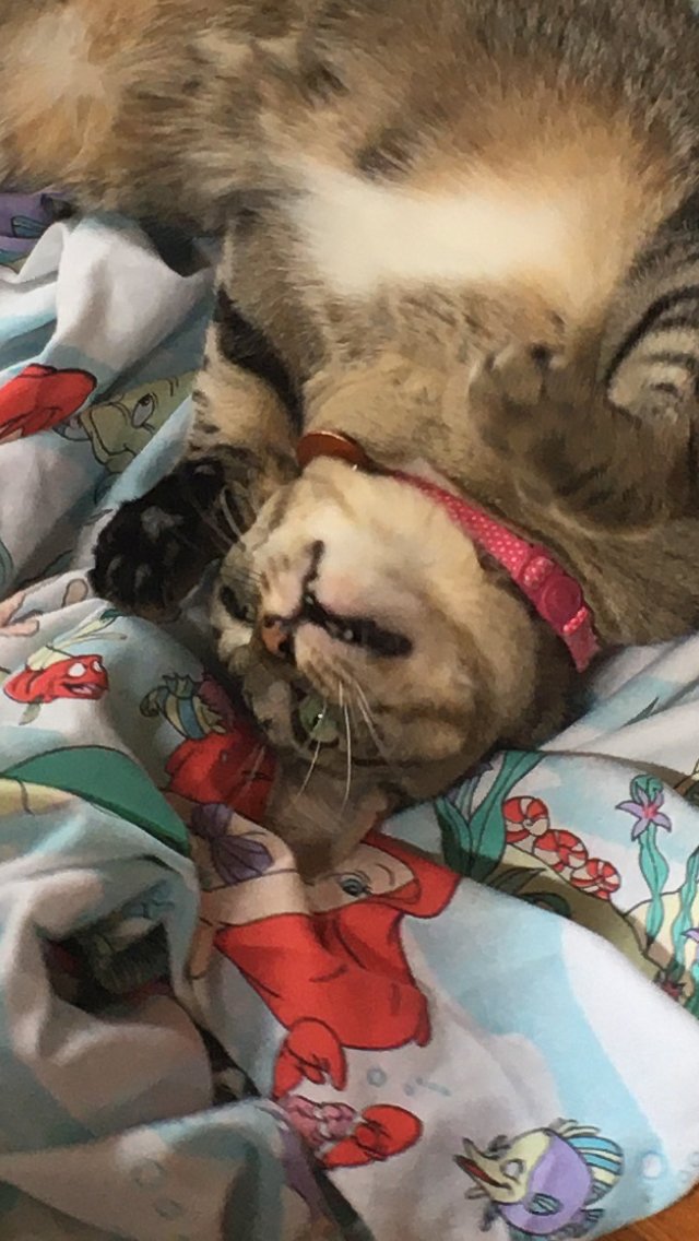 Close-up of crazy expression