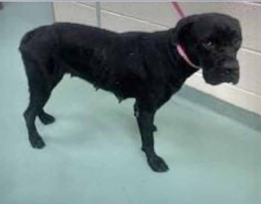 #TN #MEMPHIS
🆘🆘CODE RED Melody 2yo hw + picked up stray with 2 pals-allegedly they killed a dog neighbours say-no evidence to confirm this. RESCUE ONLY an invisible black dog with zero help💔 please #PLEDGE #RESCUE #FOSTER #MASA8023 HELP🙏🏻
facebook.com/18216482414803…