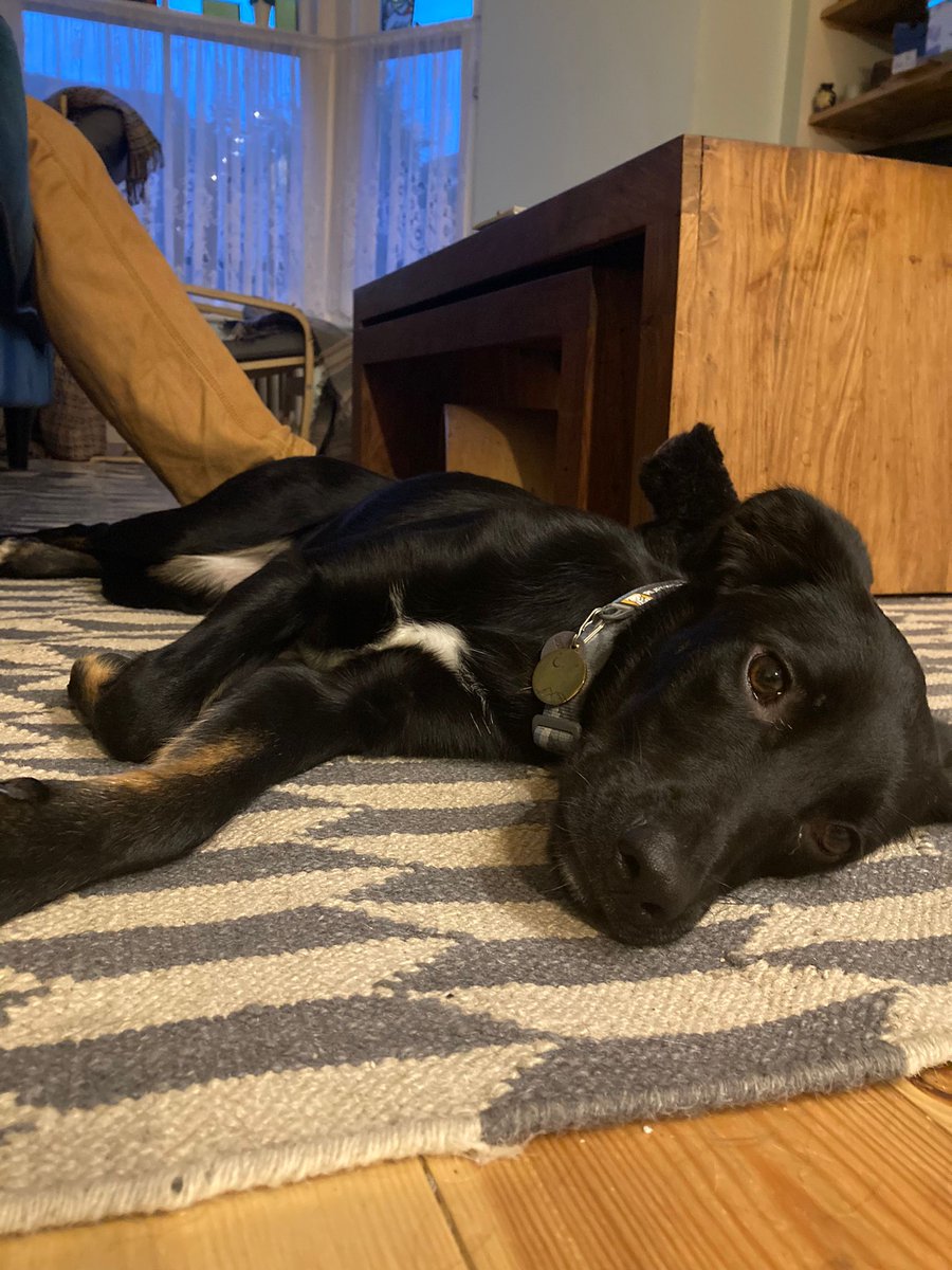 Just transported this gorgeous girl from quarantine kennels to her new home in Cumbria. She's had a tough start in life but now has a family of her own. I am just so happy for her.