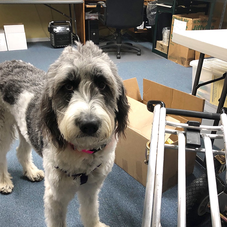 Creative_Math's tweet photo. π¦Annie would like to remind you of mom's Downloadable Games & Activities! No shipping required! Good idea Annie!!
https://t.co/v9gczLvwCu
#Annie #MathDog #download #mathgames #mathteacher #creativemathematics #KimSutton #iteachmath #teachmath #instamath https://t.co/3qDNIRVAMd