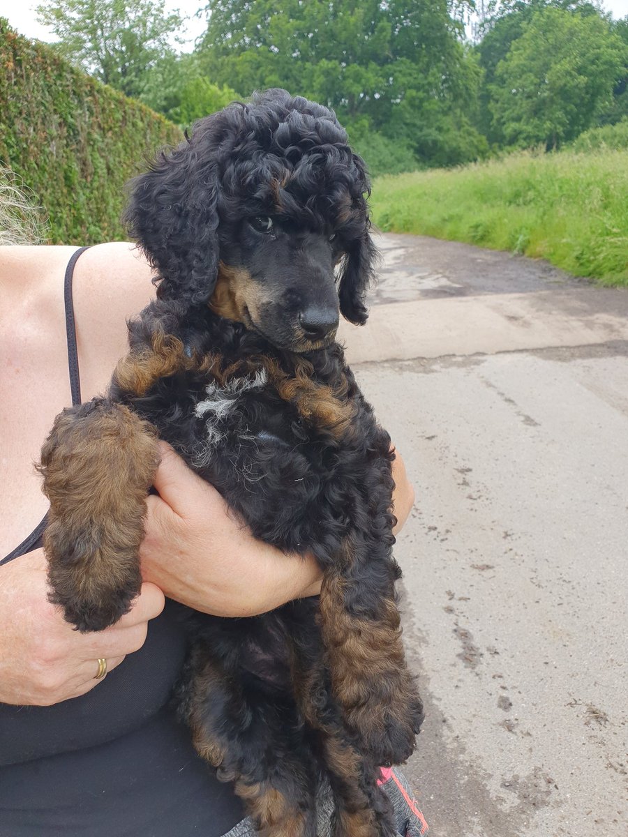 Stunningly beautiful pup.