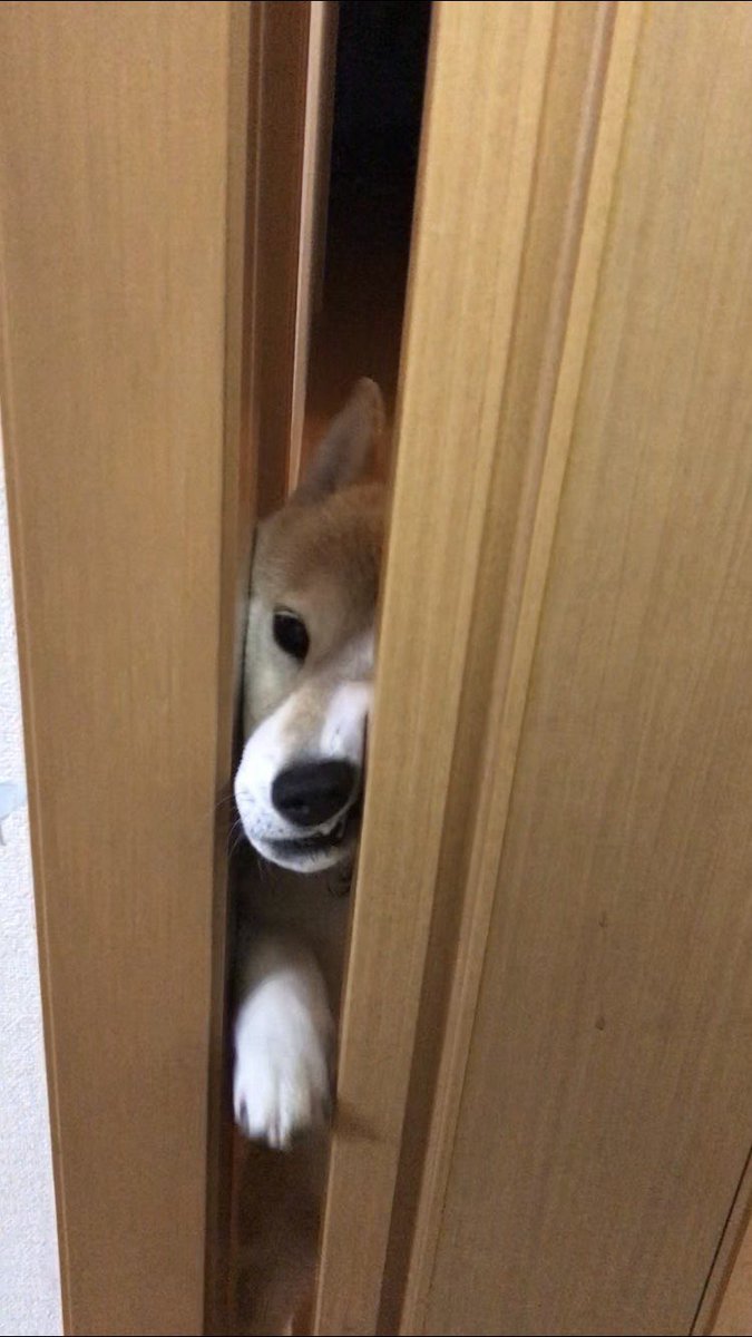 shibasas's tweet photo. サスケ…
必死すぎ

＃柴犬　
#shiba
#shibainu https://t.co/On8Pj6fGu0