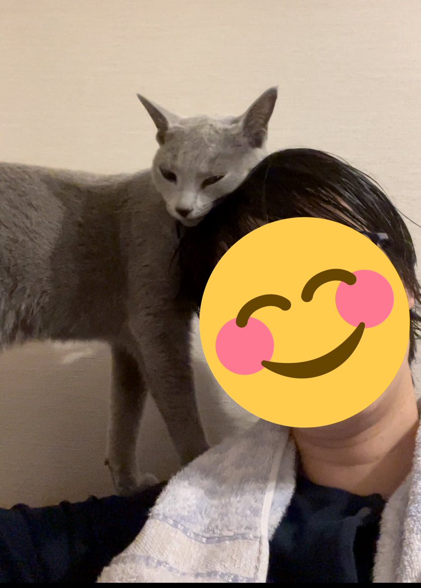 猫が好きすぎてつらい Nekosukidesuyo Twitter